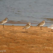 Lesser Sandplover